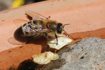 Honigbiene an einer Insektentränke aus Ton
